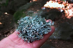 L'ecosistema del bosco: i licheni