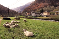 Il riposo del gregge