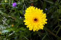 Giallo come il sole