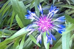 Fiordaliso di montagna
