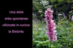Le erbe spontanee